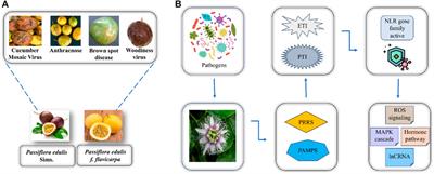 Comparative genomics and bioinformatics approaches revealed the role of CC-NBS-LRR genes under multiple stresses in passion fruit